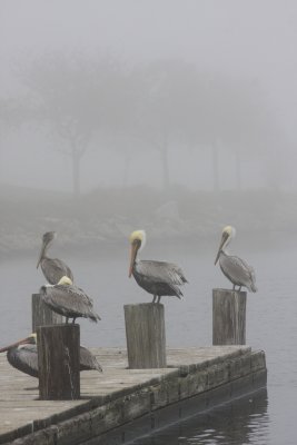 Louisiana Pelicans in Fog