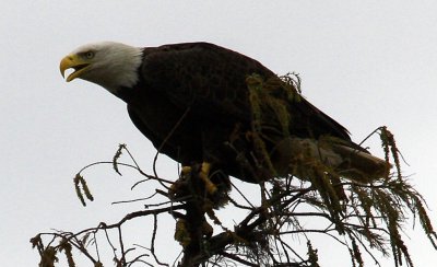  American Bald Eagle