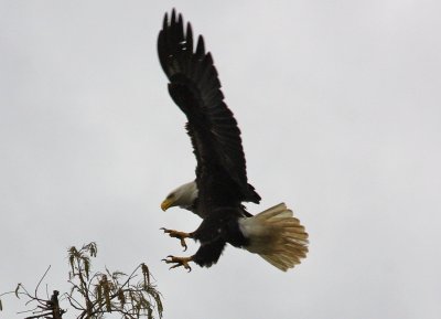 Eagle Landing 80 feet in air