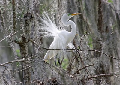 Great White Egret - Courting Season 