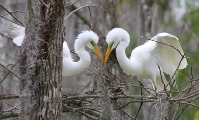 Great Egrets in Courting Season -The cute couple