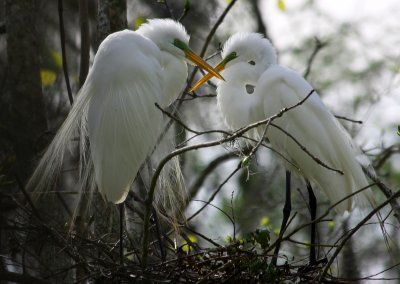 Great White Egrets Kissing