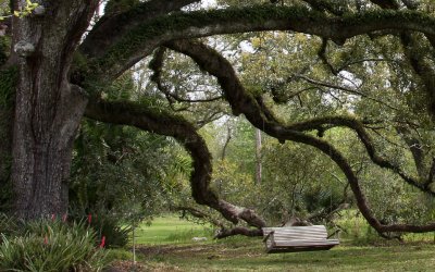 Live oak with Swing