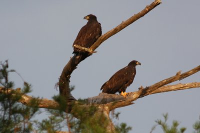 Young Eagles in Setting Sun