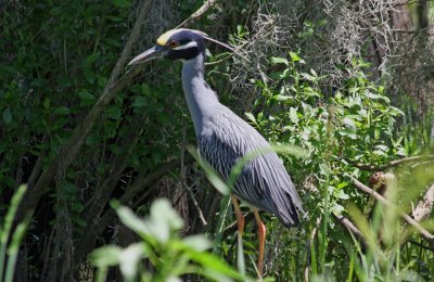 Yellow Crowned Night Heron