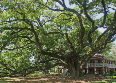 National Champion - Live Oak (Quercus virginiana) in Lewisburg, Louisiana