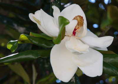 Shy Magnolia Grandiflora