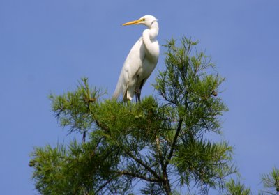 Troubled Great White Egret