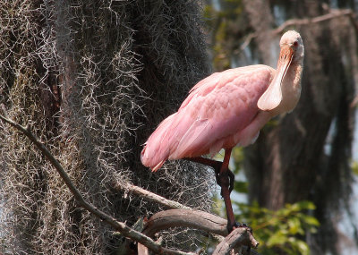 Roseate Spoonbill in cypress with Spanish moss