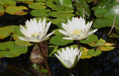 Water Lilies