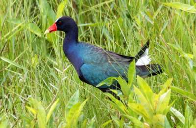 Gallinule
