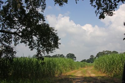 Sugar Cane Crop in Southeast Louisiana