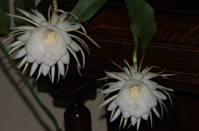 Night Blooming Cereus