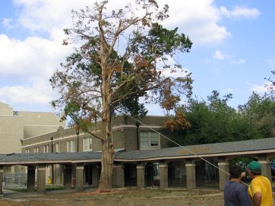 Removing last tree in Sacred Heart Courtyard-November 3