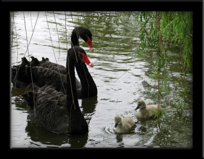 Lafreniere Park Swans