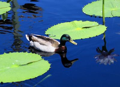 Please Don't Eat the Lilies