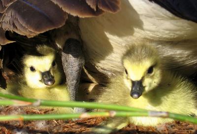 Eleven Hours Old Canada Goslings