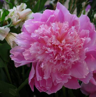 A Peony For Petesie