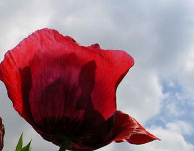 Memorial Day  1868-2006