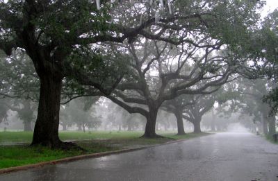 Live Oaks in a Rainstorm