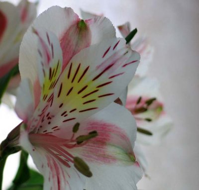 Alstromeria--Peruvian Lily