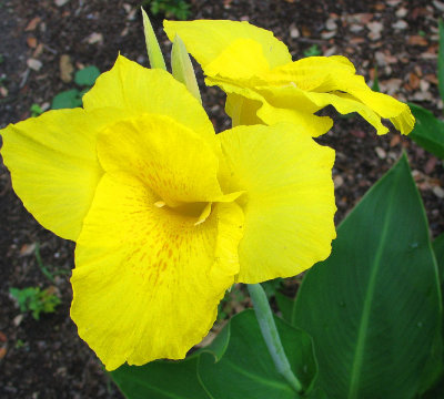 Canna Lily