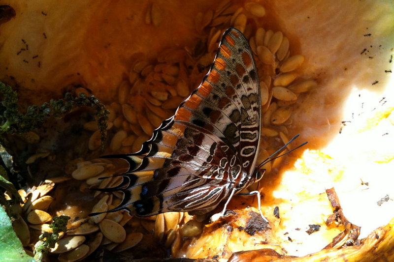 kavun yiyen kelebek