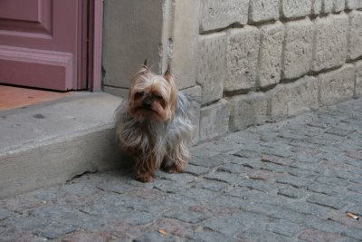 a dog on the street