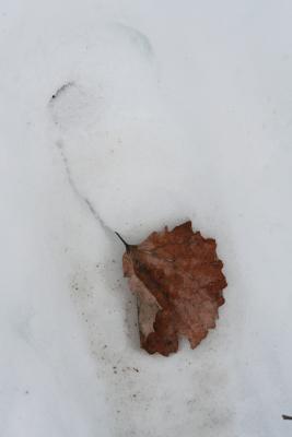 A Leaf