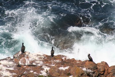 Great Cormorants