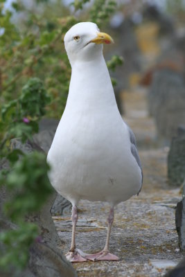 Seagull once more