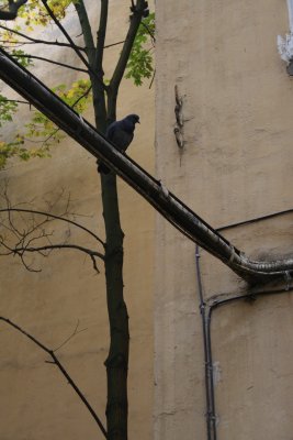 kokkoranta-pietari 192.jpg