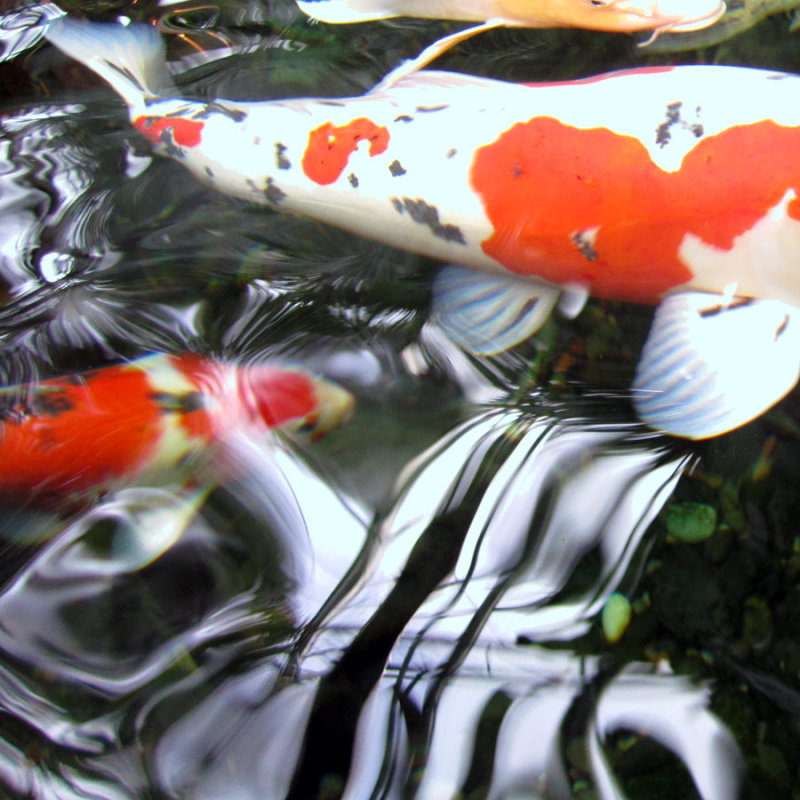 Koi