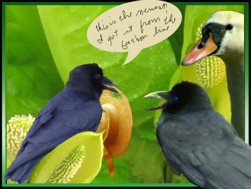AWK!  Hows my new hat?  Its just the latest.  I got it from the Fashion Line
