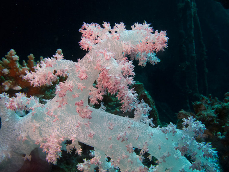 Tormod-OLIO soft coral