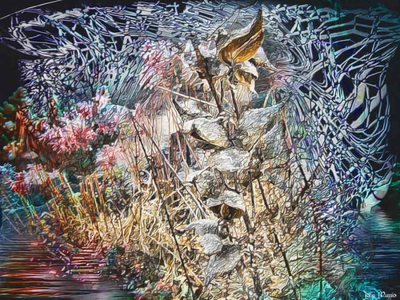 Enchanted Swamp