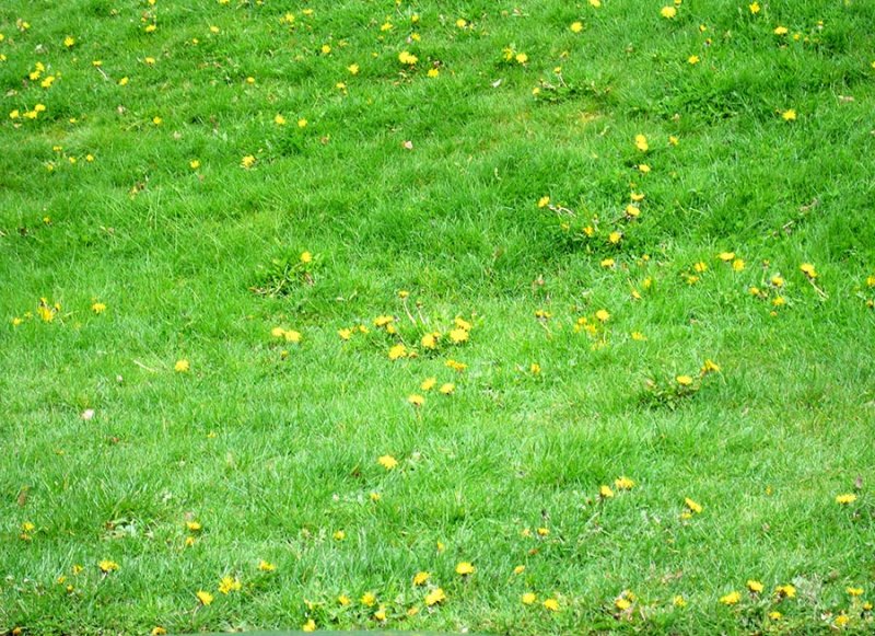 Grass With Dandies