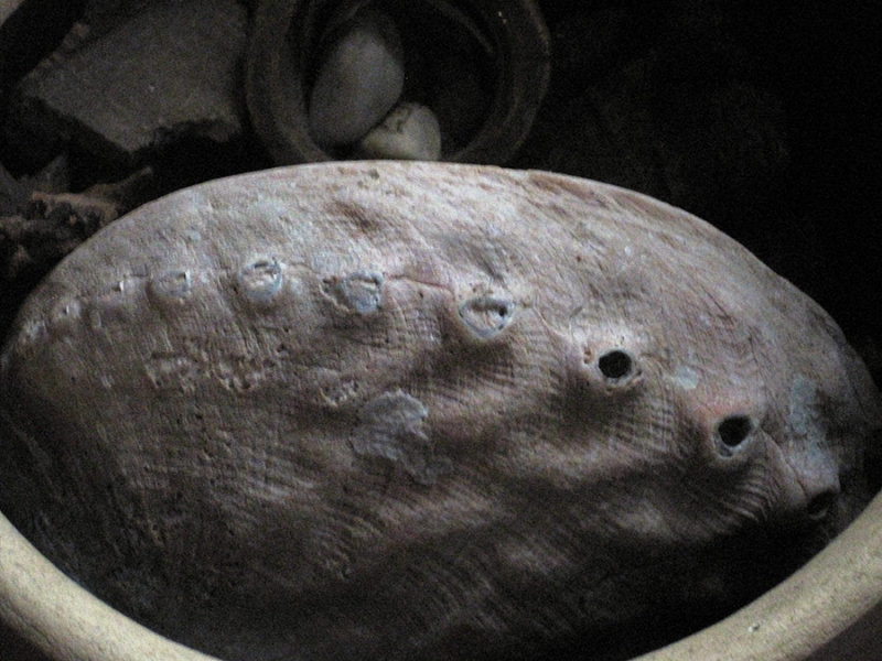 Abalone
