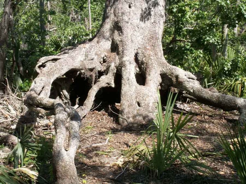 Root