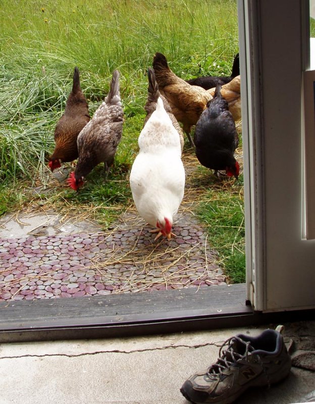 Chickens and Shoe