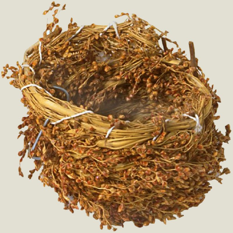 Bird Nest