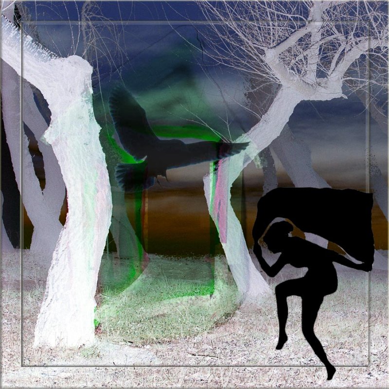 In the Night Forest