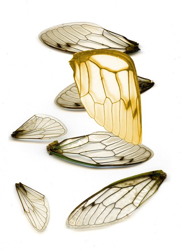 cicada wings-Laurie