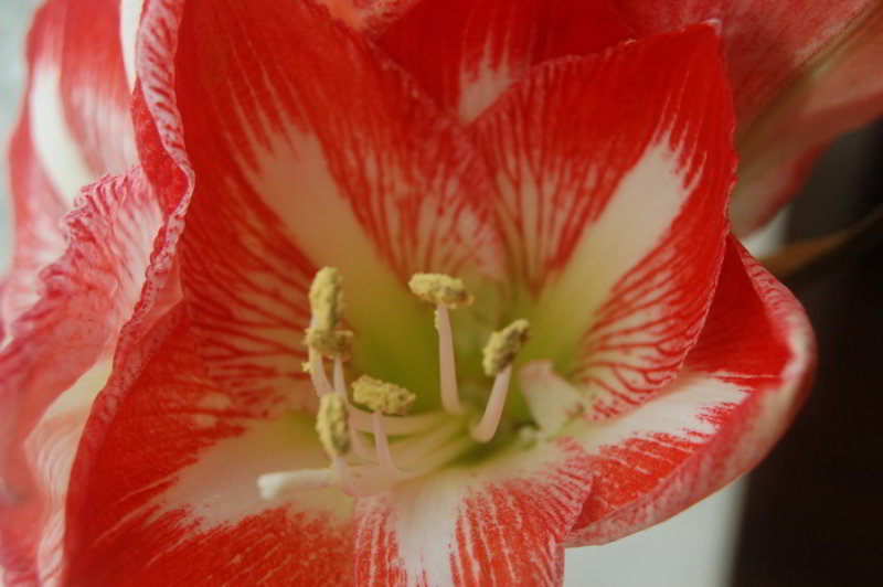 Paul: Amaryllis