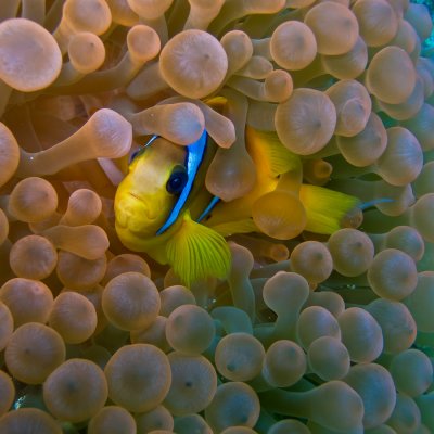 Tormod- Clownfish