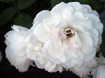 Flower by-Willie