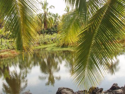 Palm Trees