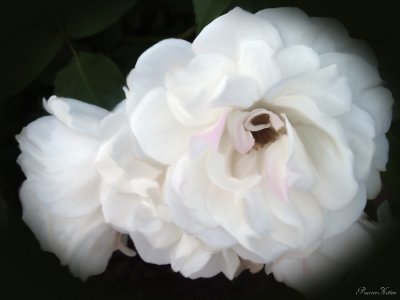 White Rose Painting