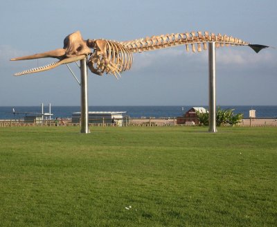 skeleton-of-whale c rs.jpg