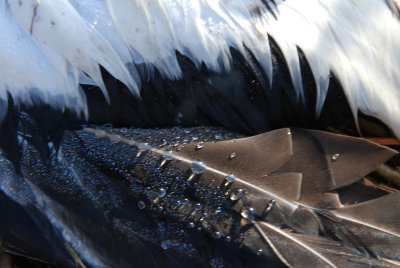 Randys Feathers